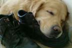 Golden Retriever Aaran