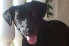 Romy Hund aus Spanien