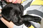 Daphie labrador-welpe